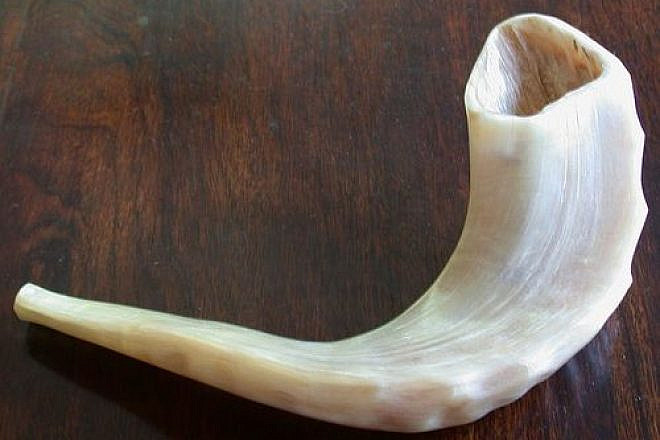 Shofars are sounded on the Jewish holiday of Rosh Hashanah. Credit: Wikimedia Commons.