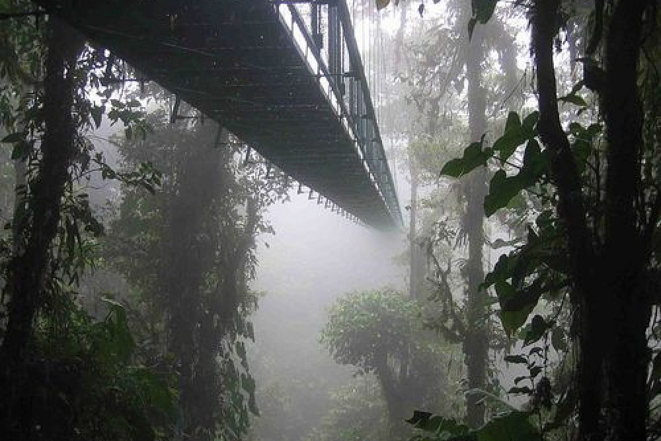 The Santa Elena Skywalk through the Costa Rican rainforest. Credit: Dirk van der Made.
