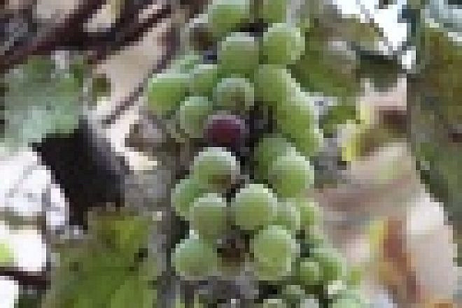 Tzora Vineyards in the Judean Hills. Credit: Lisë Stern.
