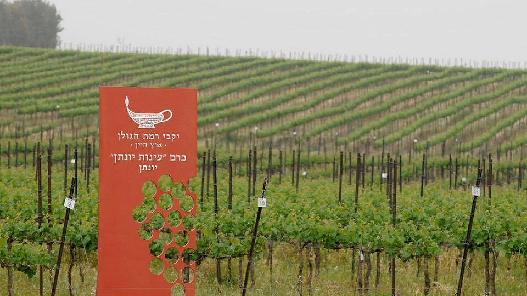 A view of the vineyard at Yarden Golan Heights Winery. Credit: Facebook
