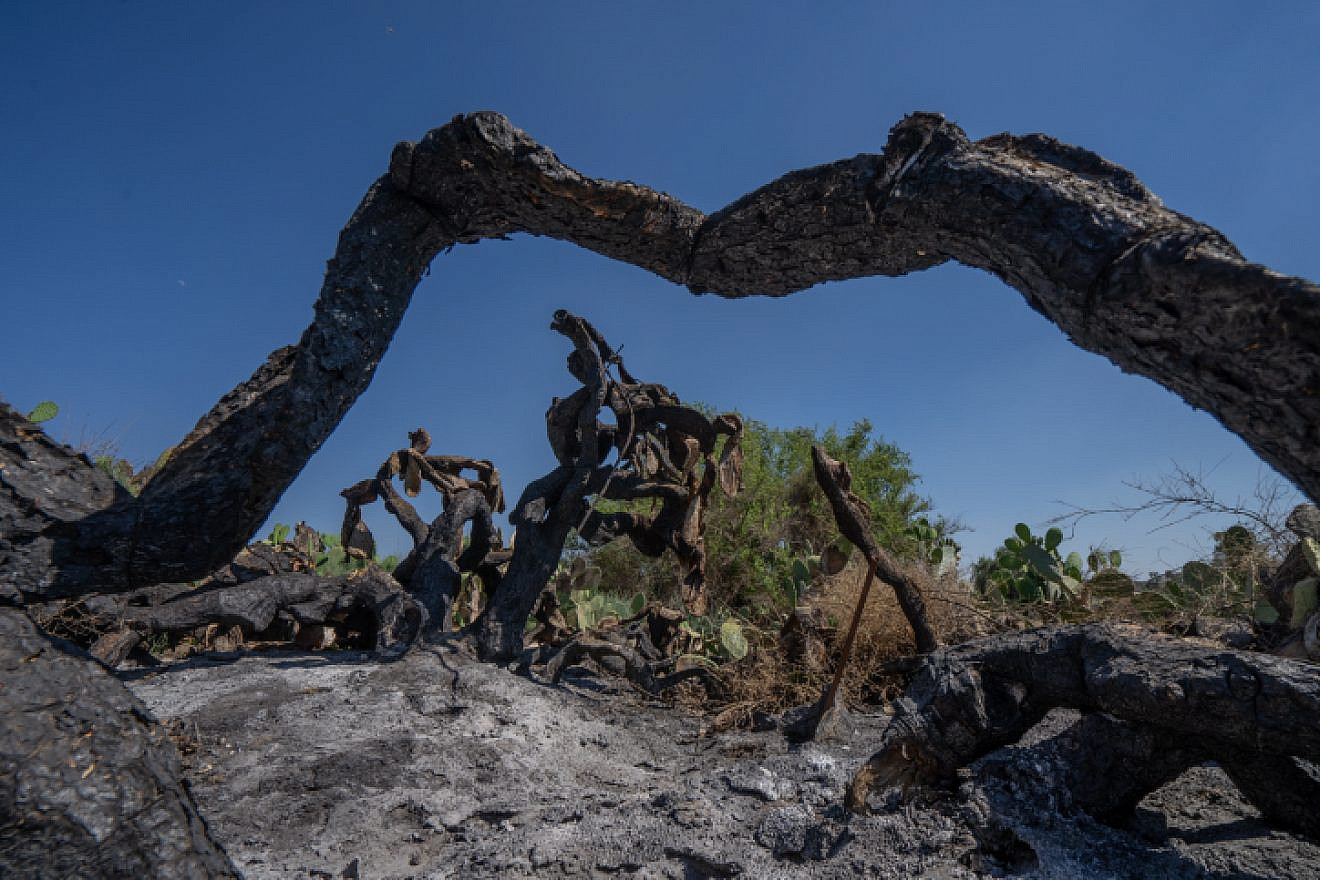 View from the scorched Be’eri forest in southern Israel, caused by the many airborne firebombs launched by Gazans, many of them children and teens, into Israel, July 20, 2018. Photo by Yaniv Nadav/Flash90.