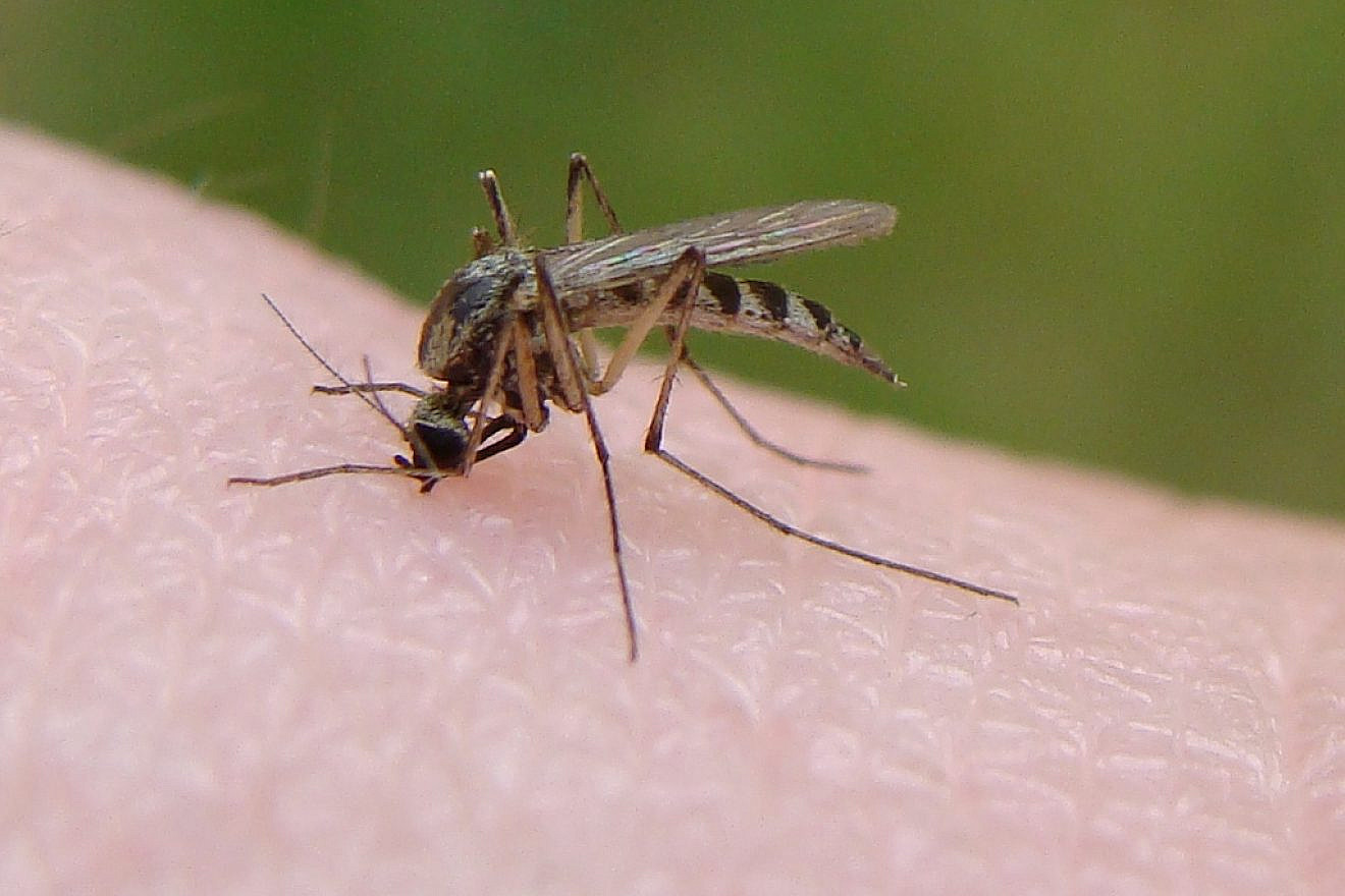 Mosquito. Credit: Wikimedia Commons.