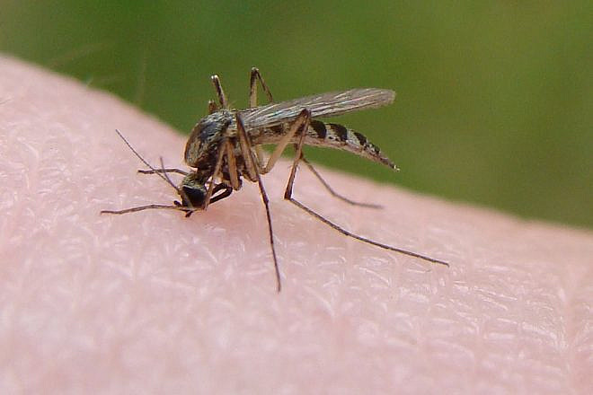Mosquito. Credit: Wikimedia Commons.