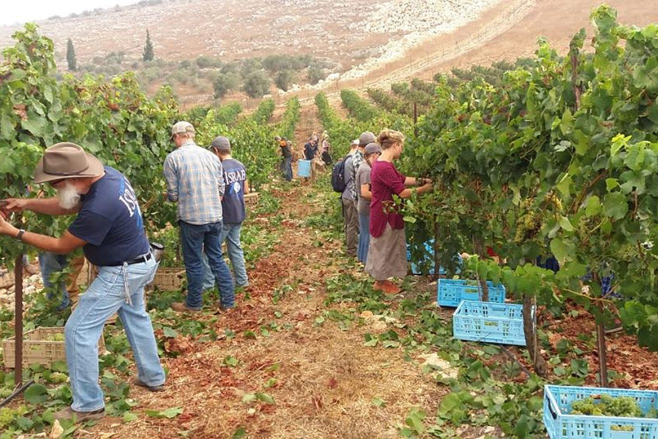 Tura winery grape harvest. Source: Winery Facebook page.