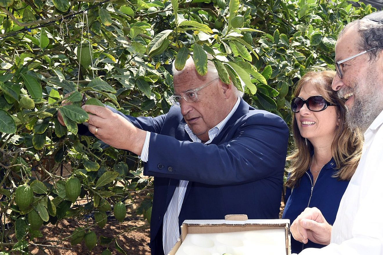 U.S. Ambassador to Israel David Friedman picking an etrog with his wife, Tammy Deborah Sand, in the etrog orchard at Kfar Chabad. Source: Twitter.