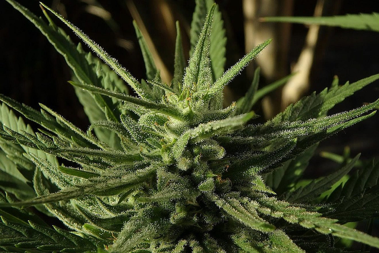 Cannabis. Credit: Max Pixel/Creative Commons.