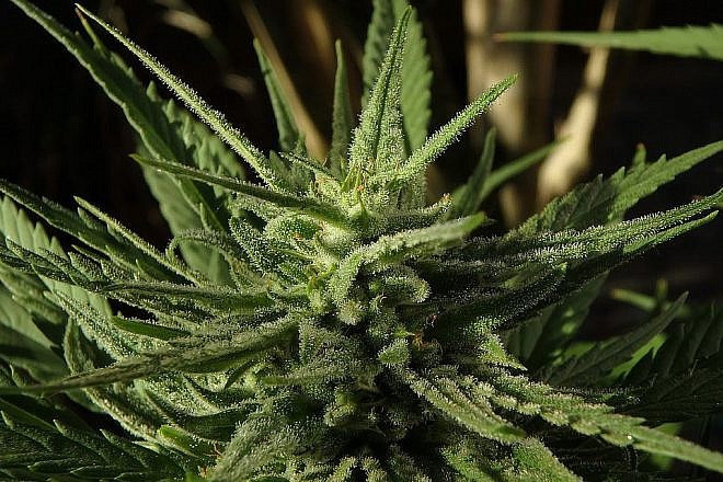 Cannabis. Credit: Max Pixel/Creative Commons.