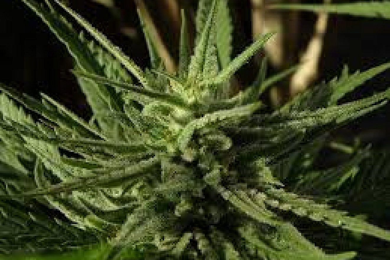 Cannabis flower. Credit: Max Pixel/Creative Commons.