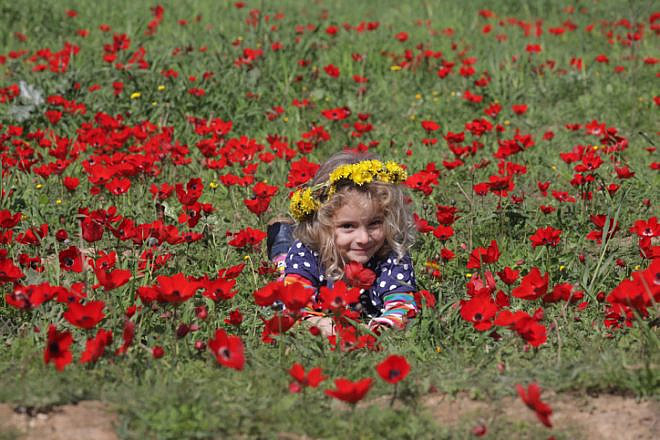 Enjoying the bloom of wild red anemones in southern Israel on Feb. 3, 2018. Photo by Nati Shohat/Flash90.