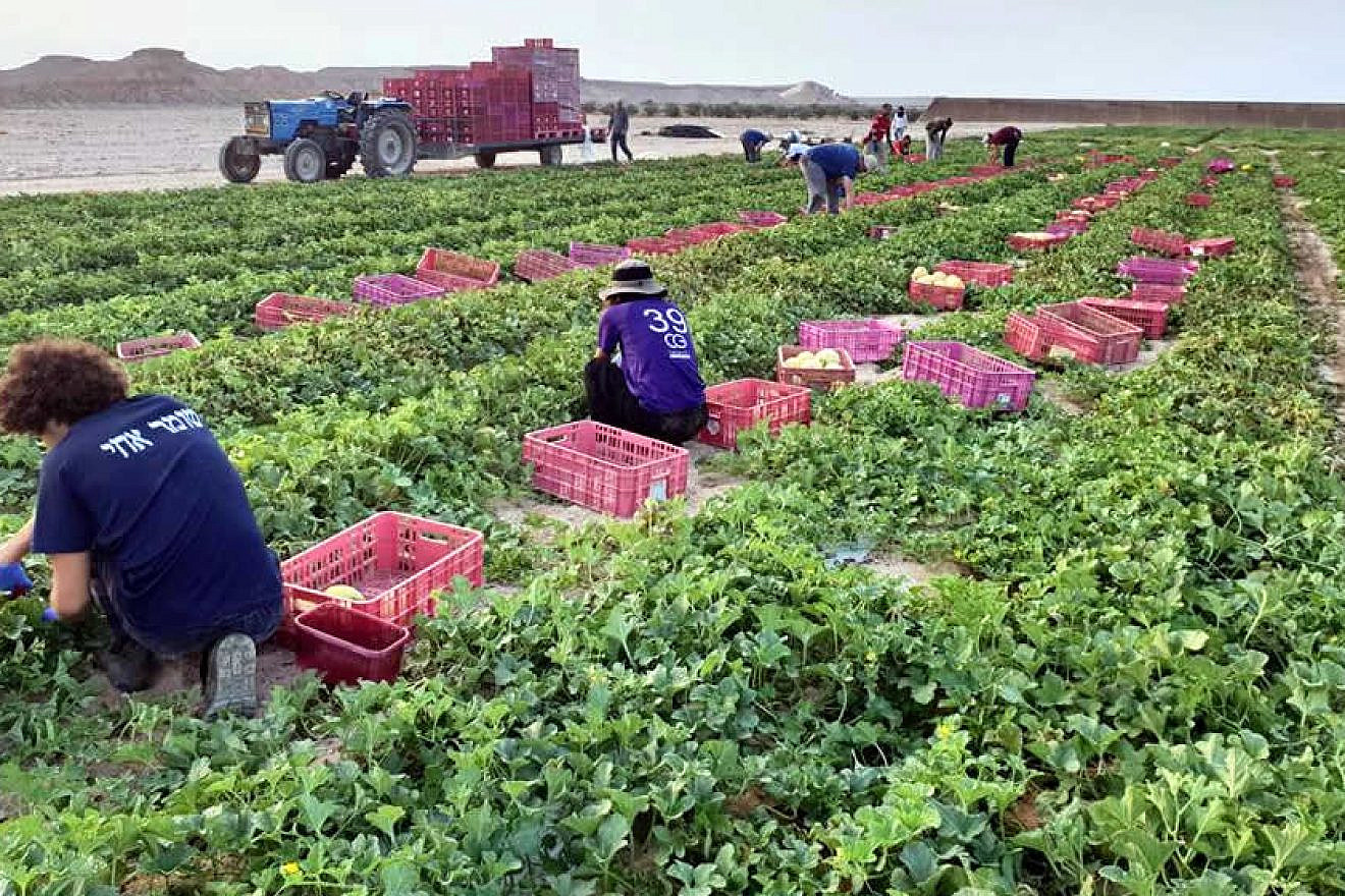 Volunteers busy helping farmers in southern Israel. Credit: HaShomer HaChadash.