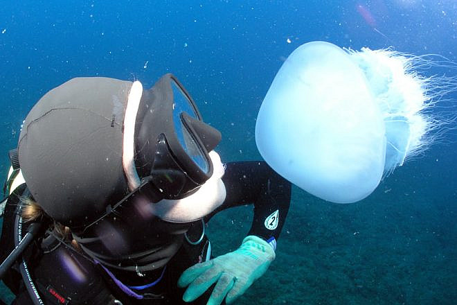 The impacts of jellyfish to the ecosystem off the coast of the Mediterranean Sea are numerous and not necessarily all negative, July 2019. Photo by Amir Yurman.