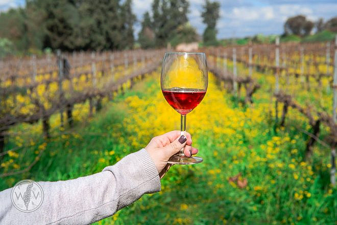 A glass of wine at Israel's Domaine Herzberg winery. Credit: Wine on the Vine via Facebook.