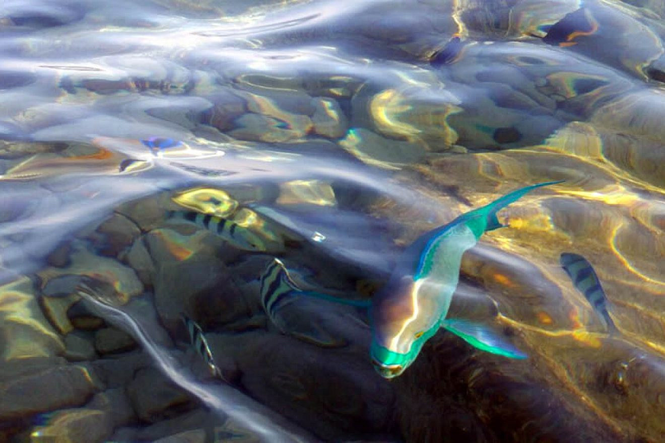 Marine life in the waters of Eilat, Israel. Credit: Reza Luke via Wikimedia Commons.