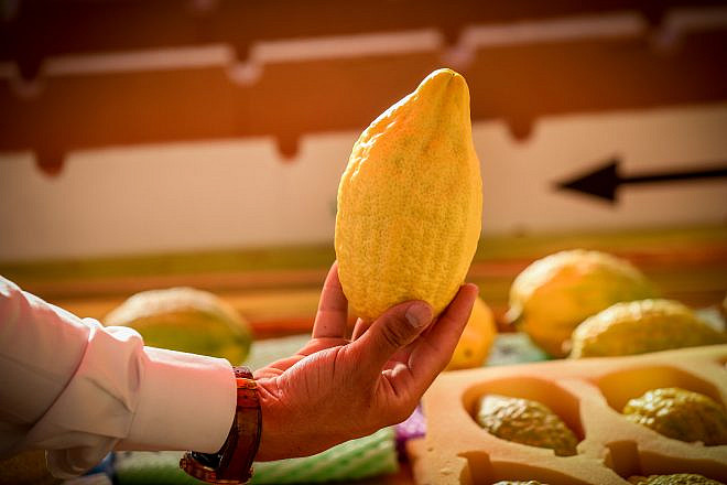 The “etrog” (citron), one of the “Four Species” or “Four Kinds,” on sale at a market in the northern Israeli city of Tzfat, ahead of the holiday of Sukkot, Oct. 10, 2019. Photo by David Cohen/Flash90.