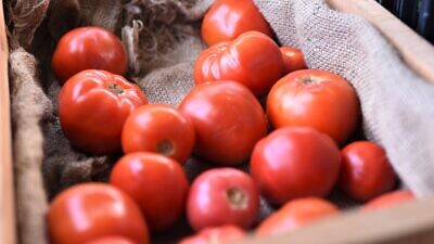 Tomatoes. Credit: Karl Thomas Moore via Wikimedia Commons.
