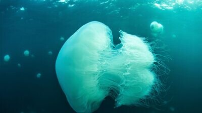 A huge swarm of jellyfish along Israel’s Mediterranean coast is being studied by researchers at the University of Haifa, July 2020. Photo by Hagai Nativ.