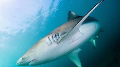 Sharks have increasingly made their home along Israel’s shores. Photo by Hagai Nativ/University of Haifa’s Morris Kahn Marine Research Station.