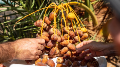 Biblical-era dates that were planted and revived for the first time got picked at Israel’s Arava Institute for Environmental Studies. Courtesy: Marcos Schonholz