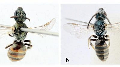 The newly discovered Lasioglossum dorchini bees—female on left, male on right. Photo by Alain Pauly/Belgian Journal of Entomology.