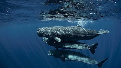 Three sperm whale calves. Credit: Amanda Cotton.