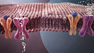 Mechanism of normal blood-sugar absorption (left) vs. insulin resistance in Type 2 Diabetes (right). Credit: Manu5 via Wikimedia Commons.