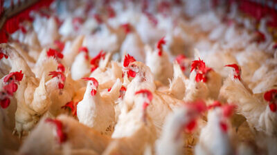 A chicken coop in Yashresh Israel on Aug. 11 2020. Photo by Yossi Aloni/Flash90.