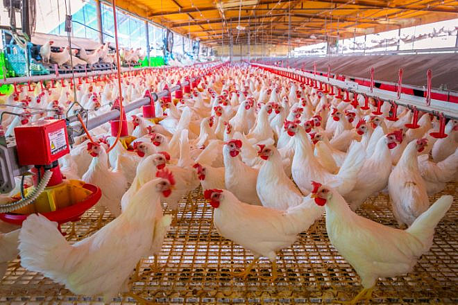 A chicken coop in Moshav Yashresh, Israel, Nov. 21 2020. Photo by Yossi Aloni/Flash90,