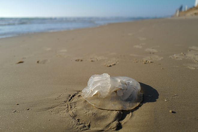 A jellyfish at Poleg beach in Netanya on July 28, 2022. Photo by Michael Giladi/Flash90.