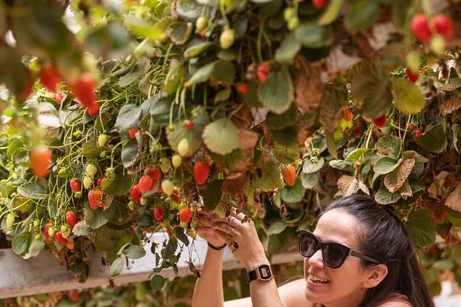 Tanya Pons Allon picking strawberries at Arava R&D Center. Photo by Laura Ben-David.