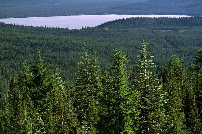 Umpqua National Forest in Oregon. Credit: U.S. Forest Service Pacific Northwest Region via Wikimedia Commons.