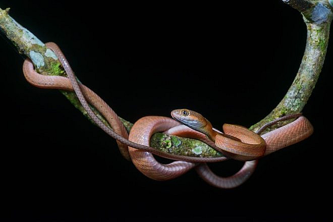 “Boiga nigriceps,” Red cat snake (subadult), Khao Luang National Park, Sept. 7, 2016. Credit: Thai National Parks via Wikimedia Commons.