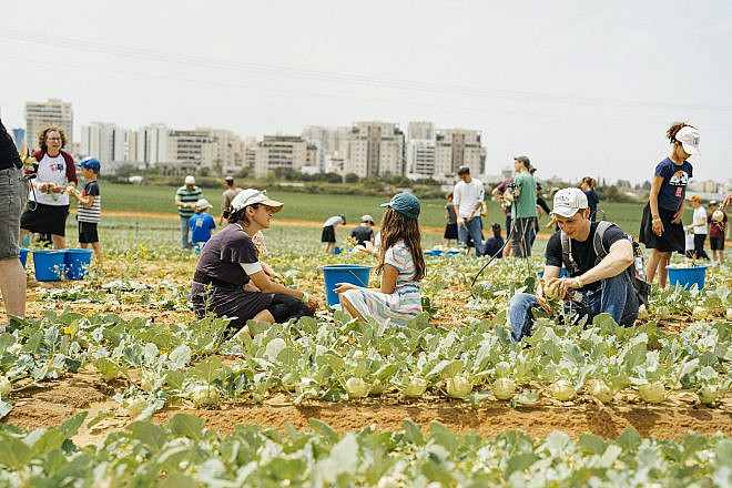 Leket Israel volunteers rescue produce in Moshav Gan Haim, near Kfar Saba. Photo by Amir Yakoby.