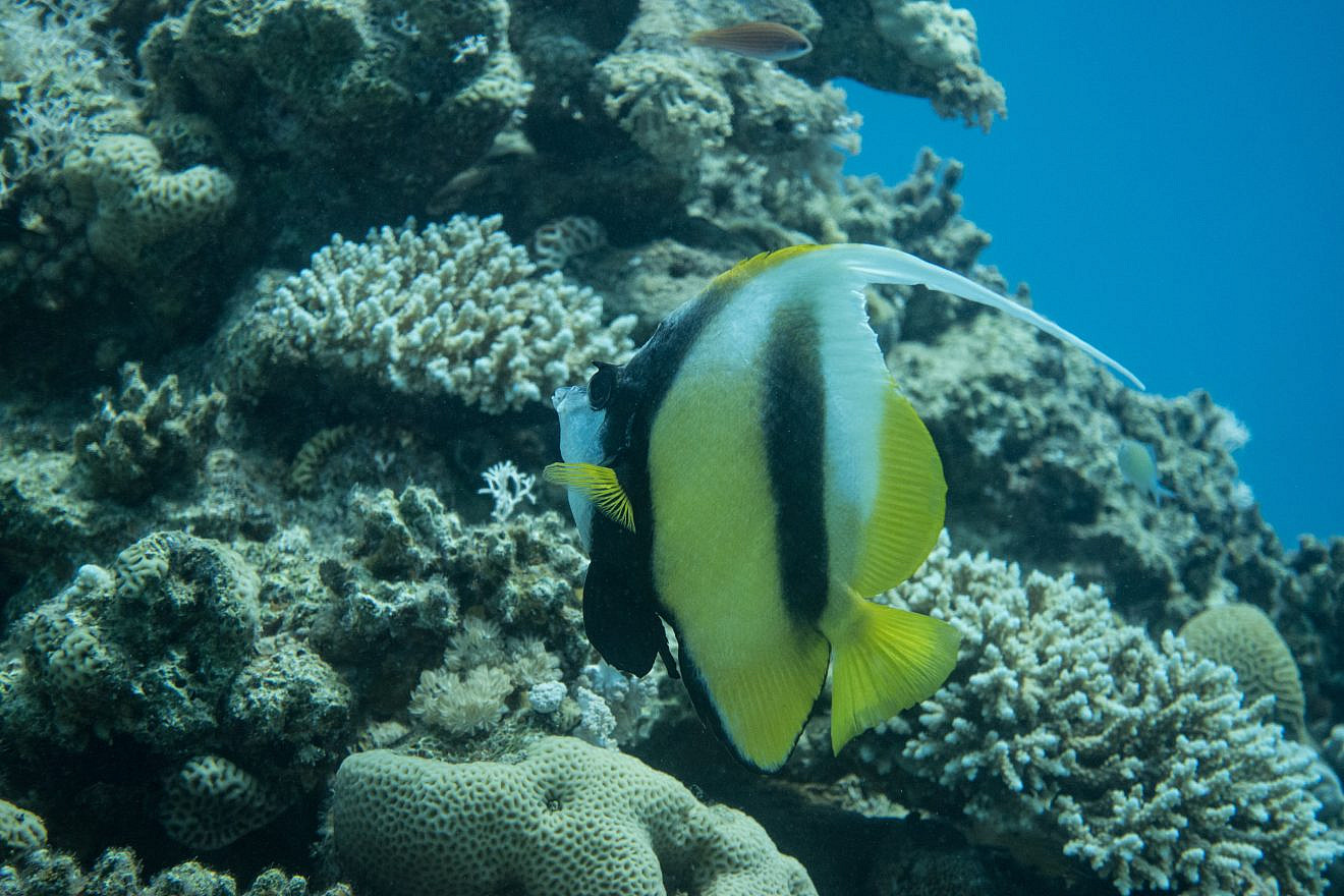 A reef in the Gulf of Eilat, in the Red Sea, May 19, 2018. Photo by Maor Kinsburksy/Flash90.