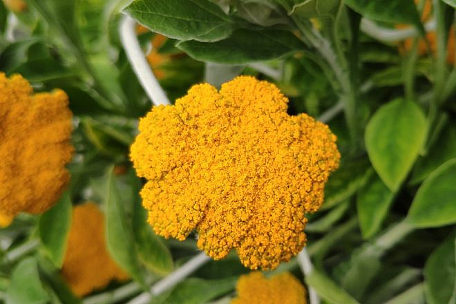 A team of Israeli researchers found that the woolly umbrella produces a number of active compounds in cannabis, including some that have medical uses. Photo by Dr. Sagit Meir via TPS.