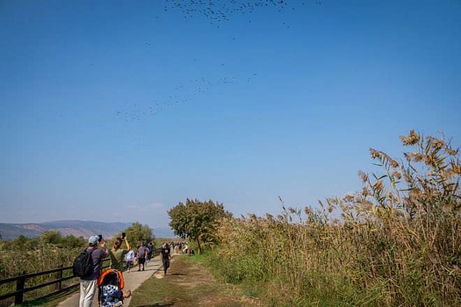 Israelis visit the Hula Valley lake in northern Israel on Nov. 12, 2022. Photo by Ayal Margolin/Flash90.