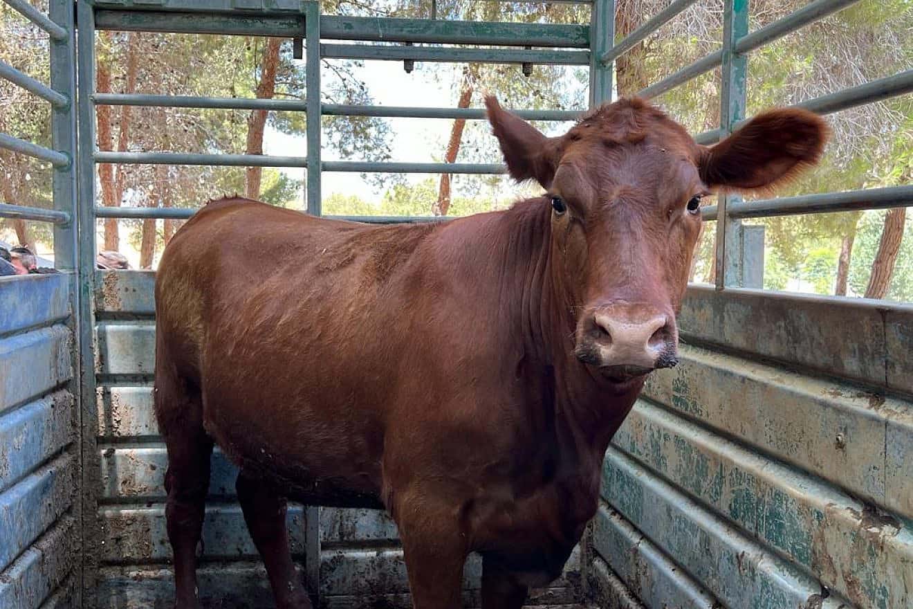 The red heifer in its new home at the Ancient Shiloh heritage site. Credit: Binyamin Regional Council.