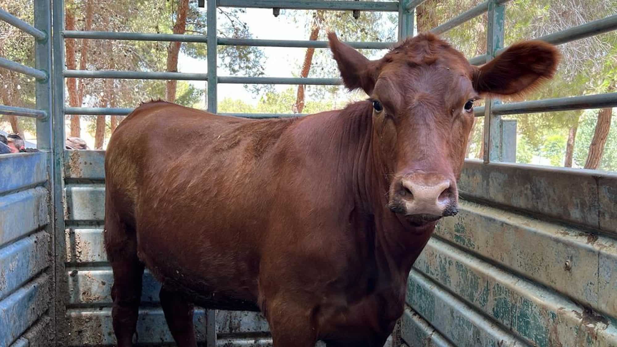 The red heifer in its new home at the Ancient Shiloh heritage site. Credit: Binyamin Regional Council.