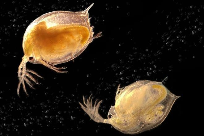 Daphnia water fleas. Credit: Tel Aviv University via TPS.