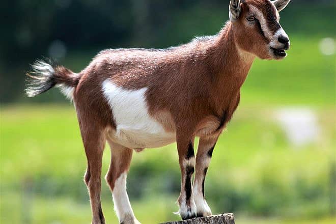 Goat. Credit: Armin Kübelbeck/Pixabay.