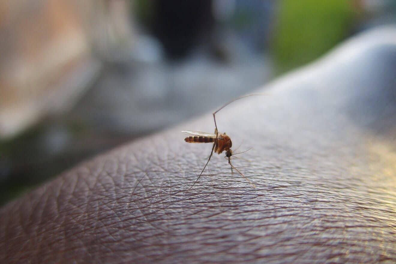 Mosquito. Credit: lksuperboy/Pixabay.
