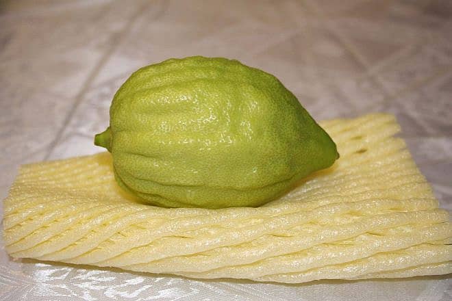 Etrog. Credit:/Pixabay.