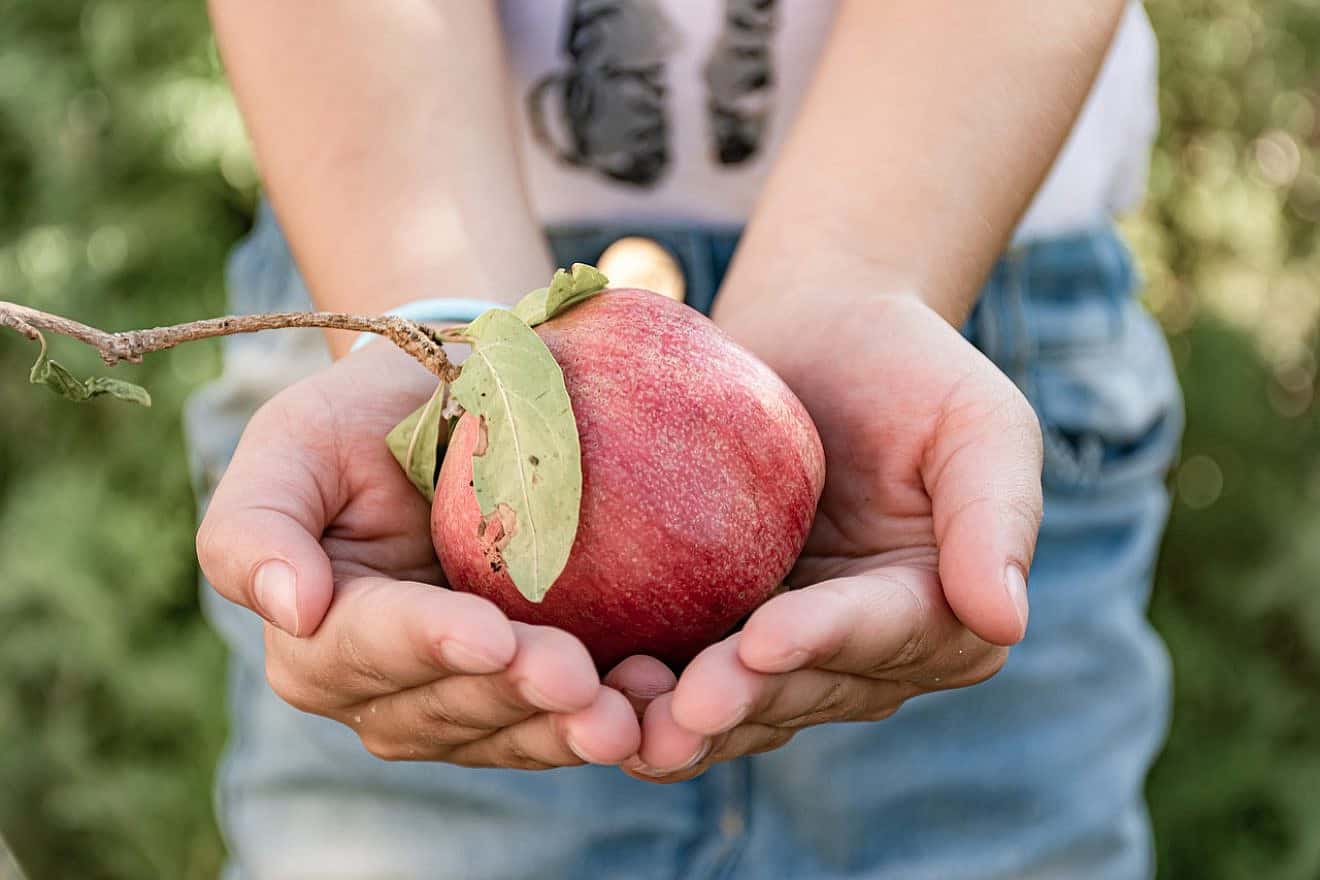An apple to symbolize the Jewish New Year. Credit: Ri-Ya/Pixabay.