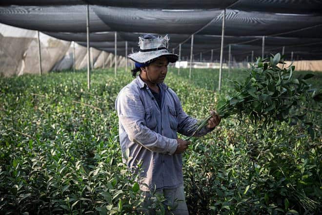 A Thai worker picks decorative flower leafs in the Kibbutz Sde Nitzan flower farm, near the border with the Gaza Strip, July 20, 2014. Photo by Hadas Parush/Flash90.