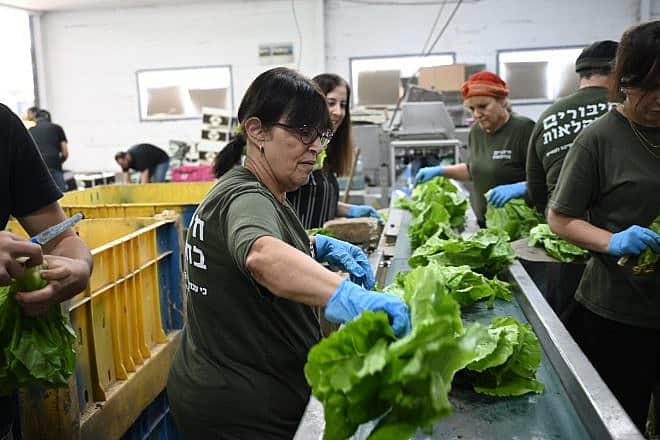 Volunteers package lettuce in Be'er Ganim, near Ashkelon, Nov. 8, 2023. Photo by Yoav Dudkevitch/TPS.