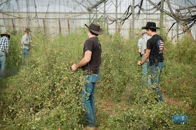 American cowboys volunteer in Israel, Nov. 23, 2023. Credit: Courtesy.