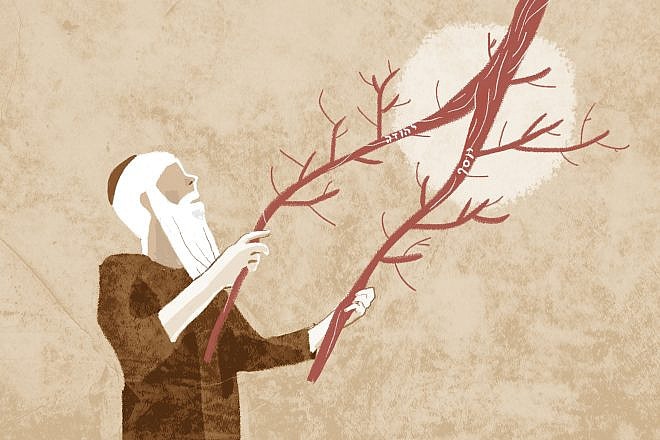 "I will take the stick of Yosef .. .and I will place it with the stick of Yehuda ... and they shall be one in My hand" (Ezekiel 37:19). Image: Meirav Barlev
