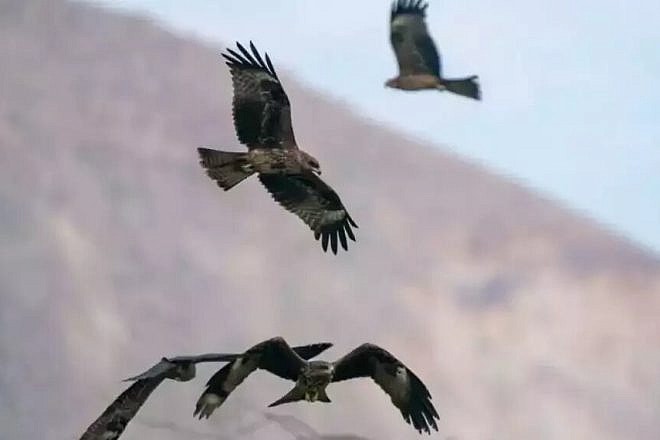 Tens of thousands of predatory birds migrate to Israel. Photo by Yaron Charka.