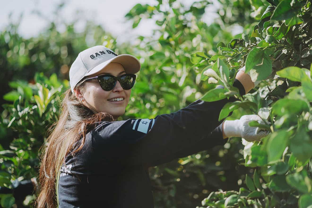 American volunteers lend a hand to help work on Israeli farms bordering the Gaza Strip. Photo by Arnold Abelman.