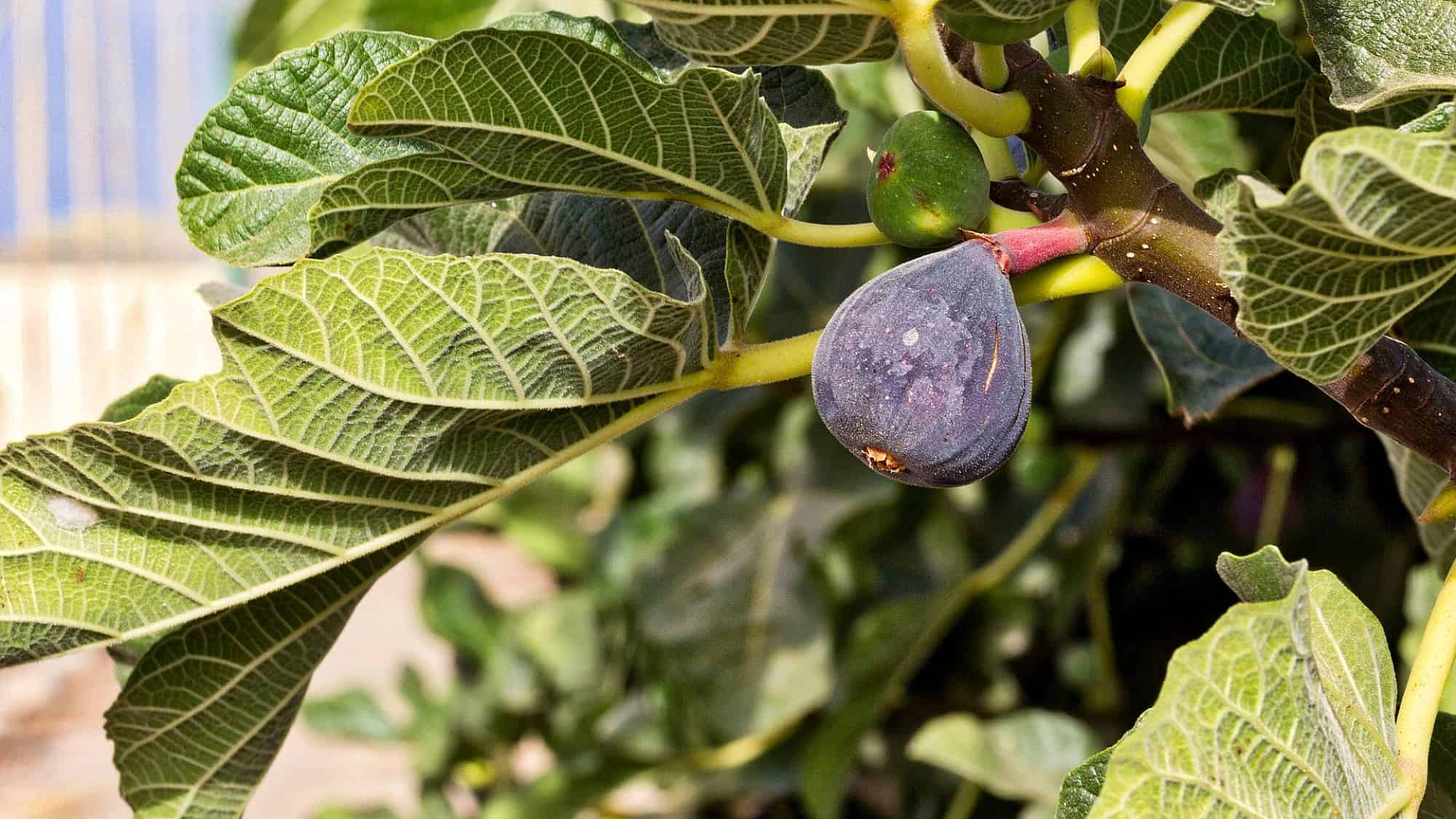 Fig tree. Credit: ajcespedes/Pixabay.