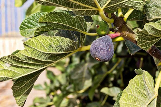 Fig tree. Credit: ajcespedes/Pixabay.